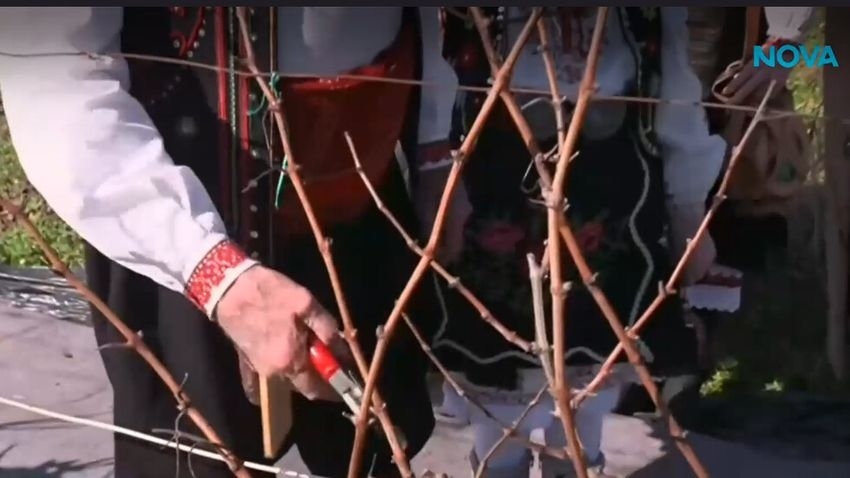 Трифон Зарезан в Сухиндол: Как традиционно се зарязват лозята