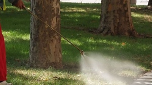 В Свищов започва ежегодното третиране против комари, кърлежи и бълхи