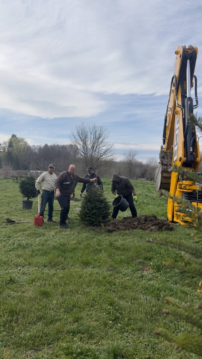 Над 20 кавказки ели засадиха в Стражица