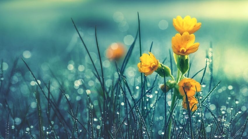 Дъждовно време до Цветница