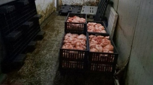 Унищожават 10 тона продукция на месокомбинат в Свищов