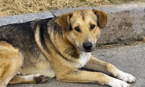 Масирани дейности в борбата с безстопанствените кучета стартират на територията на община Свищов