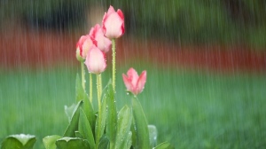 Облаци и дъжд в деня за размисъл