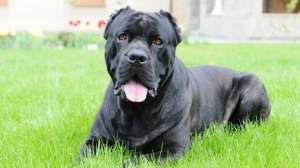 Разкриха кражба на куче \"Кане Корсо\" в Стражица