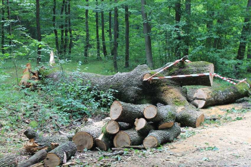 Разследват незаконна сеч на 21 дървета от землището на село Майско